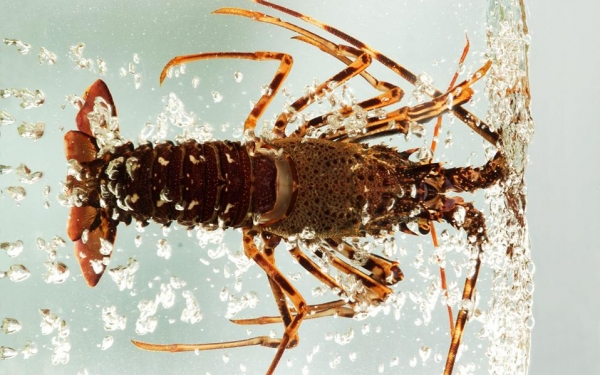 &Omicron;&mu;&omicron;&iota;ό&tau;&eta;&tau;&epsilon;&sigmaf; &mu;&epsilon; &tau;&omicron;&nu; &alpha;&sigma;&tau;&alpha;&kappa;ό